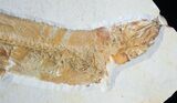 Large Tharsis Dubius Fish Fossil - Solnhofen #2110-2